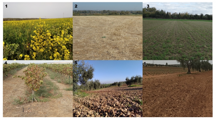 RE-ROM Resiliencia y romanización. Estudio geo-espacial de la sociedad hispano-romana en el medio rural. INVESTIGADOR PRINCIPAL: Jesús García Sánchez.